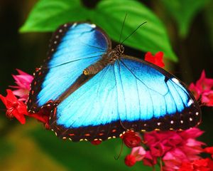 Preview wallpaper butterfly, flowers, surface, color, patterns