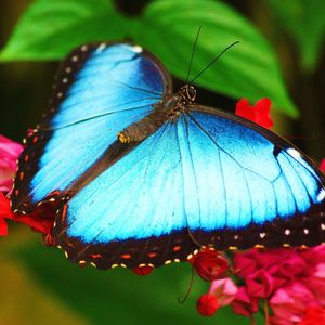 Preview wallpaper butterfly, flowers, surface, color, patterns