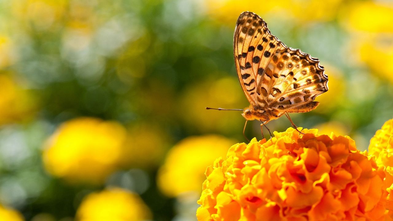 Wallpaper butterfly, flowers, surface, wings, light hd, picture, image