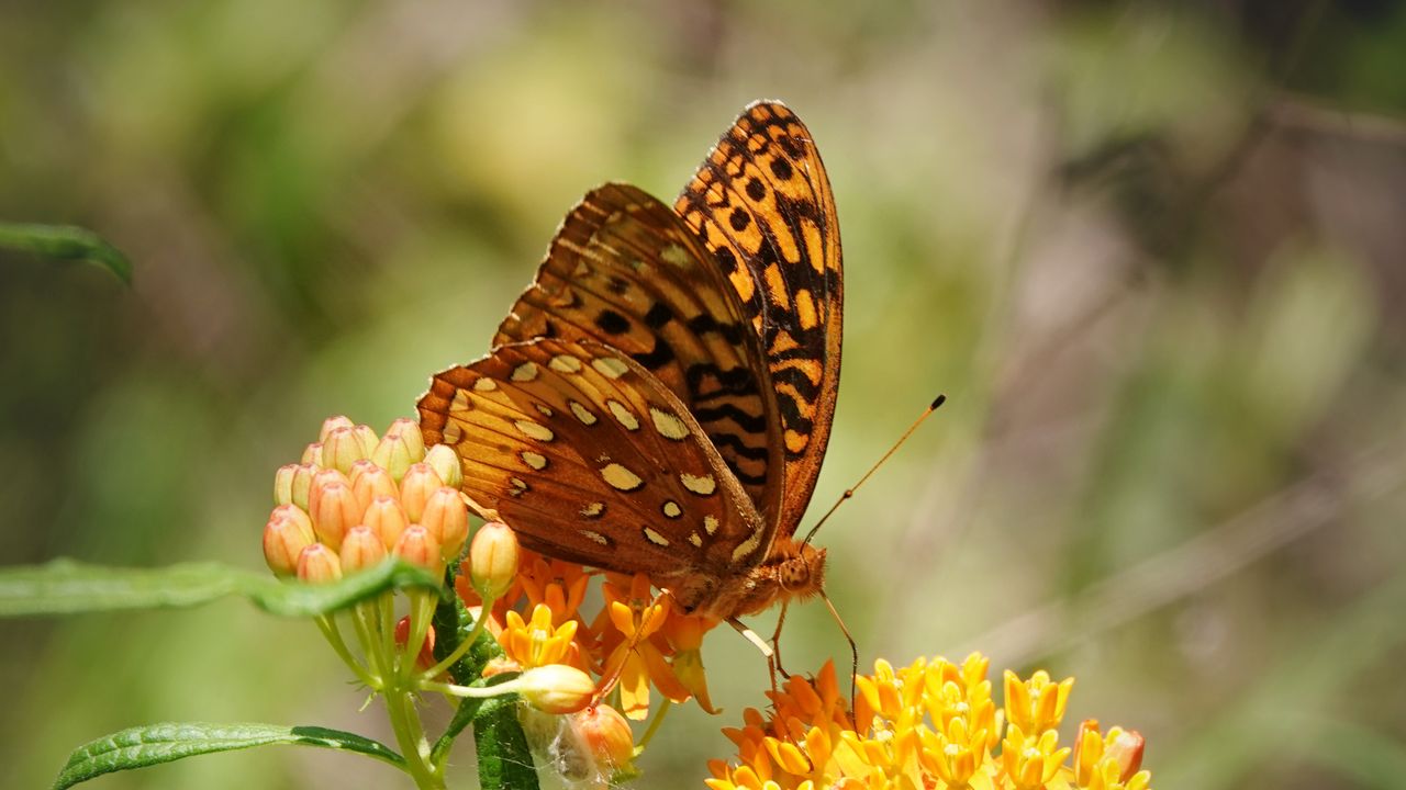 Wallpaper butterfly, flowers, web, macro