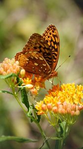 Preview wallpaper butterfly, flowers, web, macro