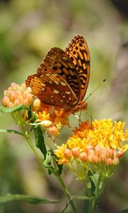 Preview wallpaper butterfly, flowers, web, macro