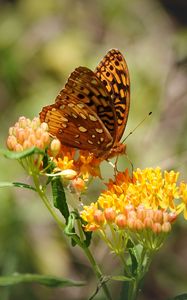 Preview wallpaper butterfly, flowers, web, macro
