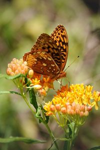 Preview wallpaper butterfly, flowers, web, macro