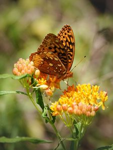 Preview wallpaper butterfly, flowers, web, macro