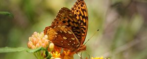Preview wallpaper butterfly, flowers, web, macro