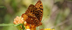Preview wallpaper butterfly, flowers, web, macro