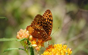 Preview wallpaper butterfly, flowers, web, macro