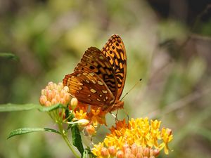 Preview wallpaper butterfly, flowers, web, macro