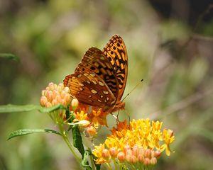 Preview wallpaper butterfly, flowers, web, macro