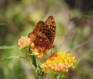 Preview wallpaper butterfly, flowers, web, macro