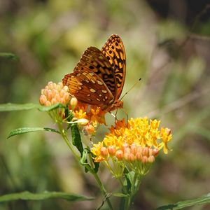 Preview wallpaper butterfly, flowers, web, macro