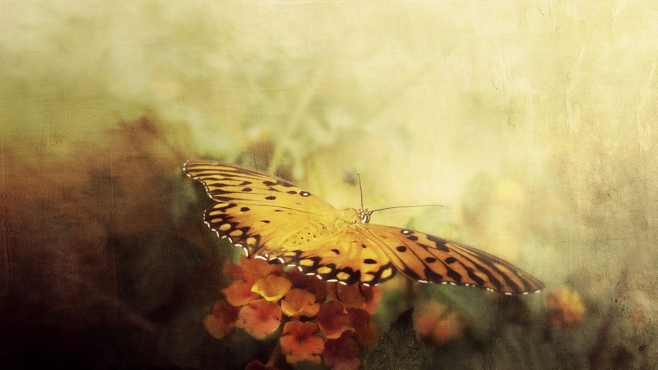 Wallpaper butterfly, flowers, white, wings hd, picture, image