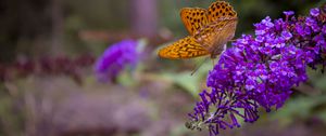 Preview wallpaper butterfly, flowers, wings