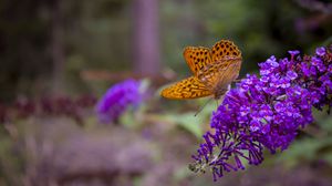 Preview wallpaper butterfly, flowers, wings