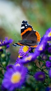 Preview wallpaper butterfly, flowers, wings, macro, insect