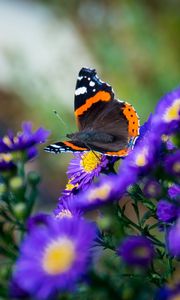 Preview wallpaper butterfly, flowers, wings, macro, insect