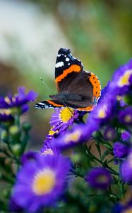 Preview wallpaper butterfly, flowers, wings, macro, insect