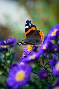 Preview wallpaper butterfly, flowers, wings, macro, insect