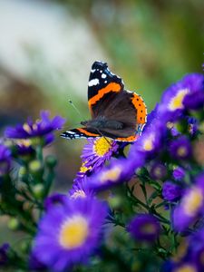 Preview wallpaper butterfly, flowers, wings, macro, insect