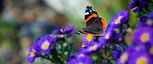 Preview wallpaper butterfly, flowers, wings, macro, insect