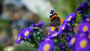 Preview wallpaper butterfly, flowers, wings, macro, insect