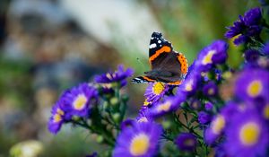 Preview wallpaper butterfly, flowers, wings, macro, insect