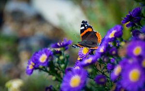 Preview wallpaper butterfly, flowers, wings, macro, insect