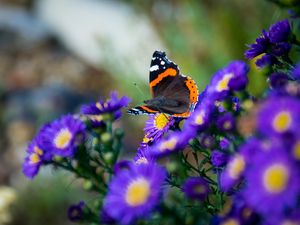 Preview wallpaper butterfly, flowers, wings, macro, insect