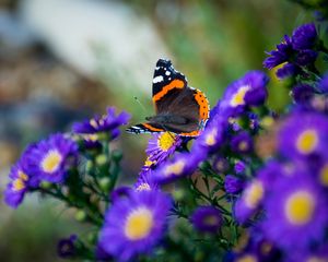 Preview wallpaper butterfly, flowers, wings, macro, insect