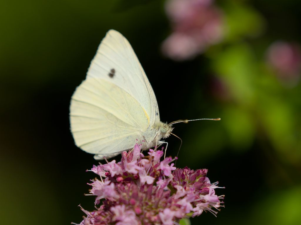 1024x768 Wallpaper butterfly, flowers, wings, macro, blur