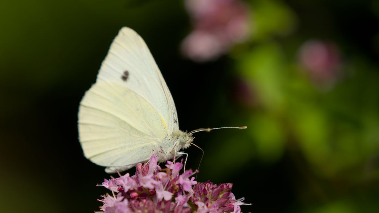 Wallpaper butterfly, flowers, wings, macro, blur