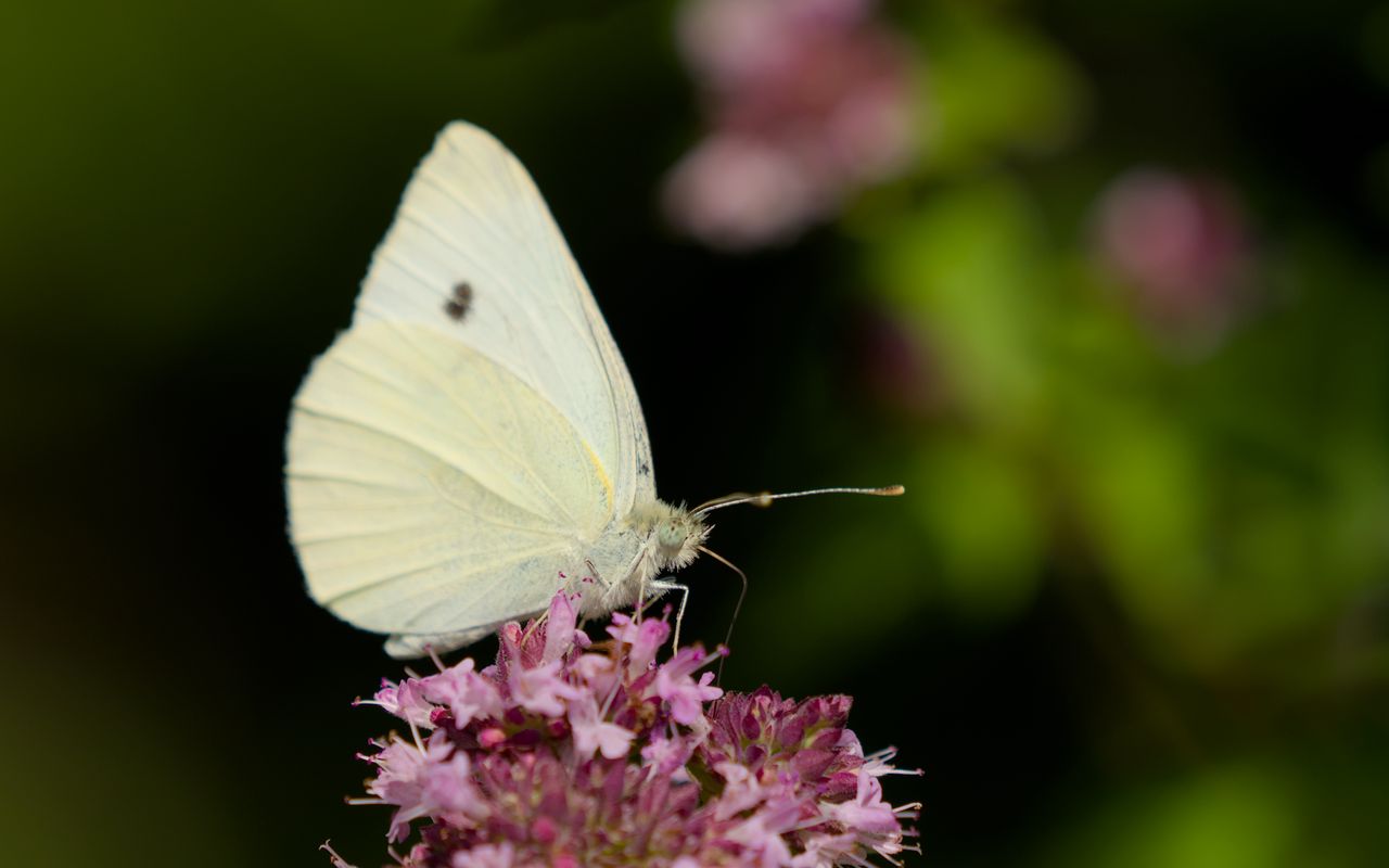 1280x800 Wallpaper butterfly, flowers, wings, macro, blur