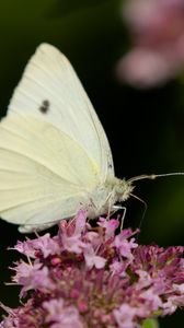 Preview wallpaper butterfly, flowers, wings, macro, blur