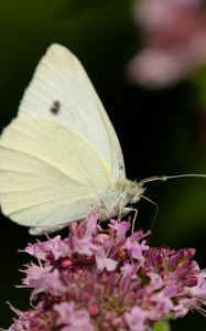 Preview wallpaper butterfly, flowers, wings, macro, blur