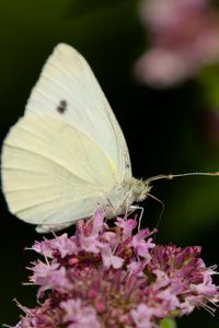 Preview wallpaper butterfly, flowers, wings, macro, blur