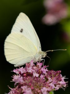 Preview wallpaper butterfly, flowers, wings, macro, blur