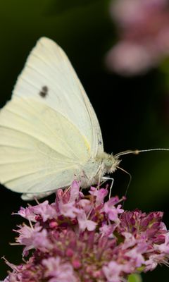 240x400 Wallpaper butterfly, flowers, wings, macro, blur