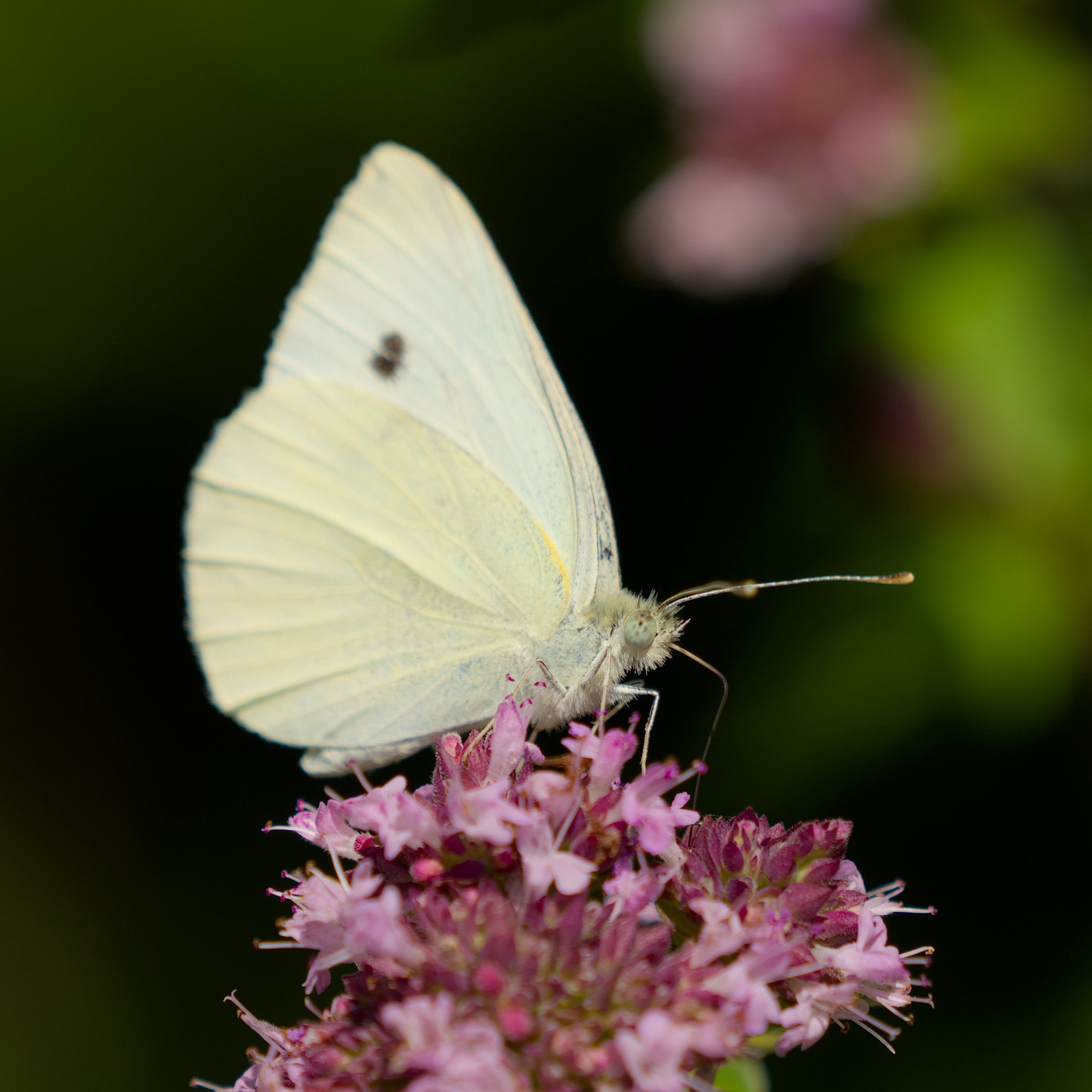 2780x2780 Wallpaper butterfly, flowers, wings, macro, blur