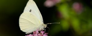 Preview wallpaper butterfly, flowers, wings, macro, blur