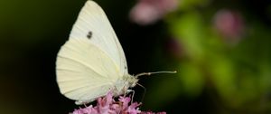 Preview wallpaper butterfly, flowers, wings, macro, blur