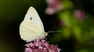 Preview wallpaper butterfly, flowers, wings, macro, blur