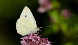 Preview wallpaper butterfly, flowers, wings, macro, blur