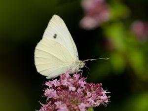 Preview wallpaper butterfly, flowers, wings, macro, blur