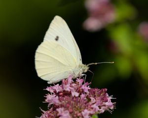 Preview wallpaper butterfly, flowers, wings, macro, blur