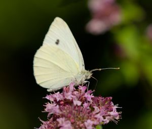 Preview wallpaper butterfly, flowers, wings, macro, blur