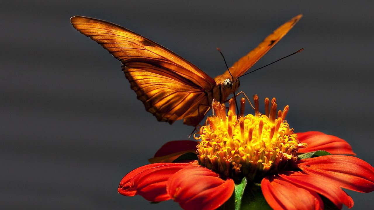 Wallpaper butterfly, flying, wings, light