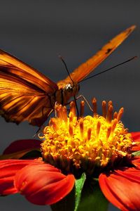 Preview wallpaper butterfly, flying, wings, light