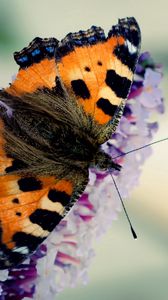 Preview wallpaper butterfly, flying, wings, pattern, beautiful