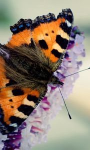 Preview wallpaper butterfly, flying, wings, pattern, beautiful